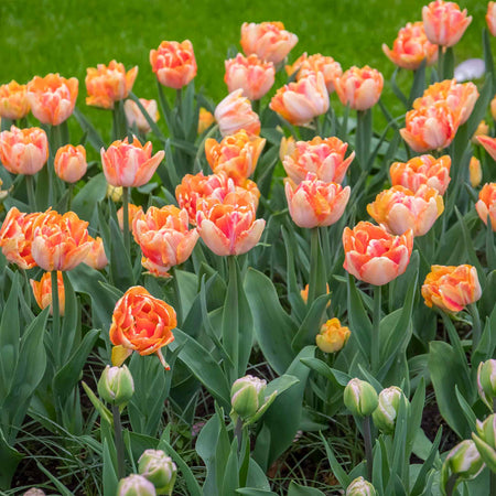 Tulip 'Foxy Foxtrot' - 10 Bulbs