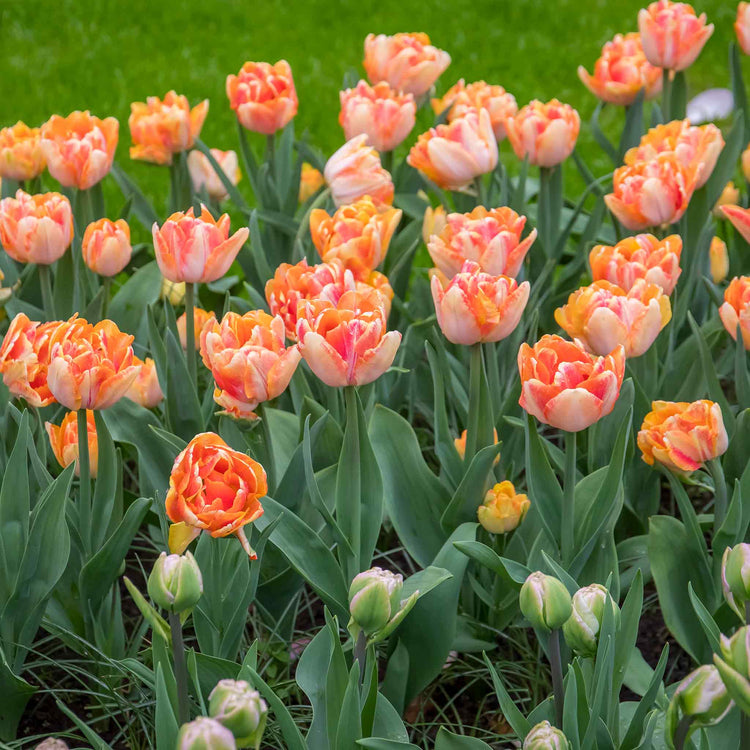 Tulip 'Foxy Foxtrot' - 10 Bulbs