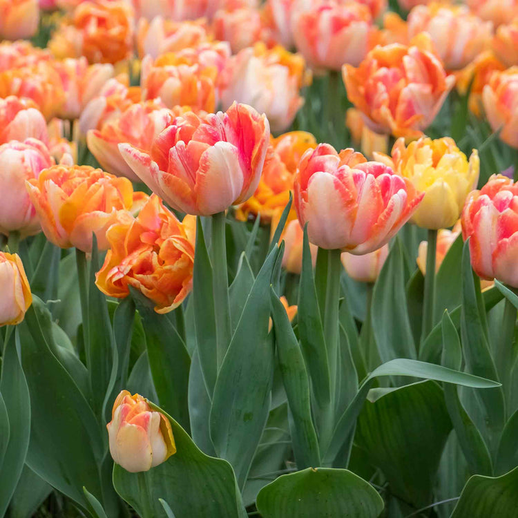 Tulip 'Foxy Foxtrot' - 10 Bulbs