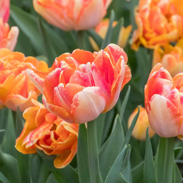 Tulip 'Foxy Foxtrot' - 10 Bulbs