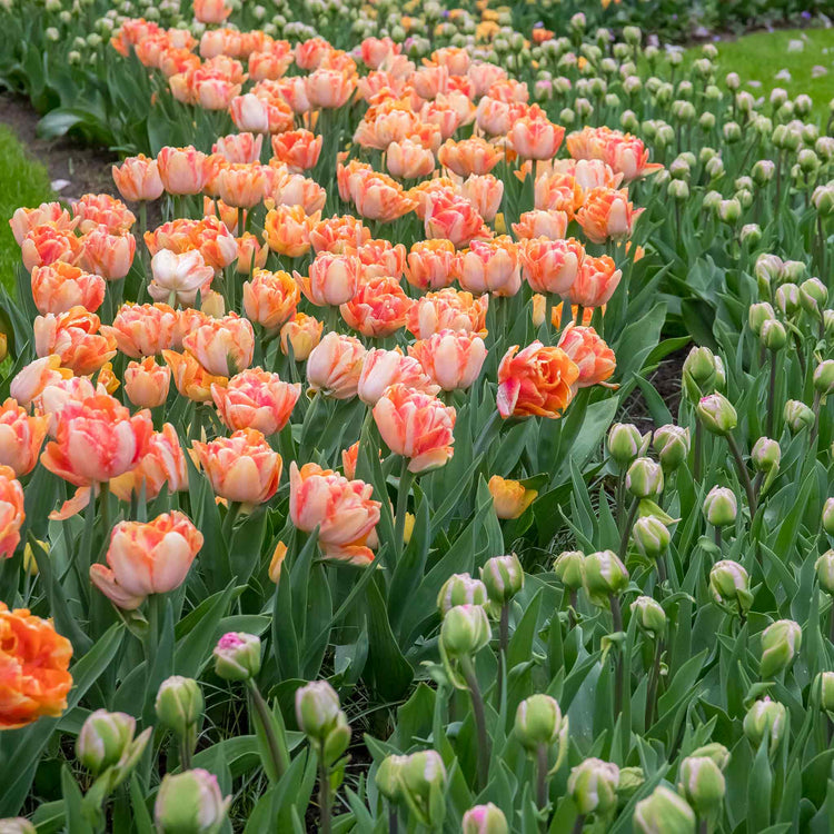 Tulip 'Foxy Foxtrot' - 10 Bulbs