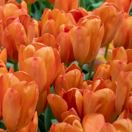 Tulip 'Orange Balloon' - 10 Bulbs