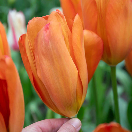 Tulip 'Orange Balloon' - 10 Bulbs