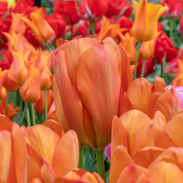 Tulip 'Orange Balloon' - 10 Bulbs