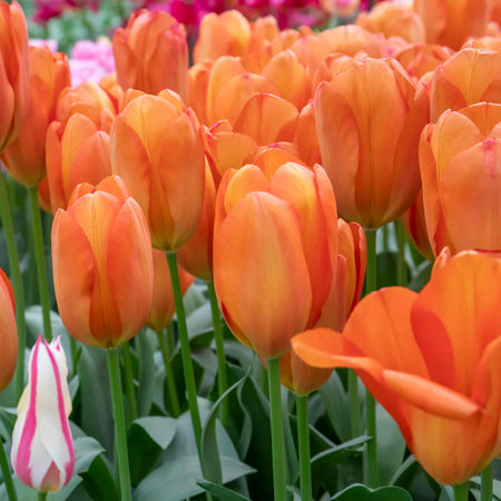 Tulip 'Orange Balloon' - 10 Bulbs