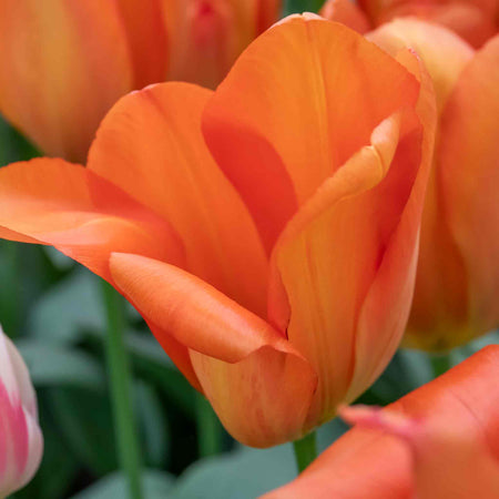 Tulip 'Orange Balloon' - 10 Bulbs