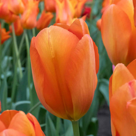 Tulip 'Orange Balloon' - 10 Bulbs