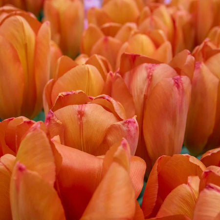 Tulip 'Orange Balloon' - 10 Bulbs