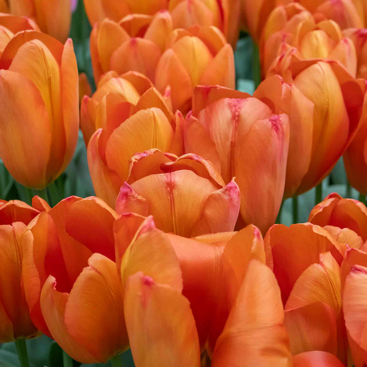 Tulip 'Orange Balloon' - 10 Bulbs