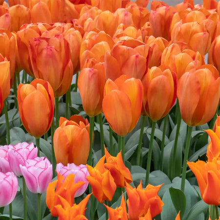 Tulip 'Orange Balloon' - 10 Bulbs