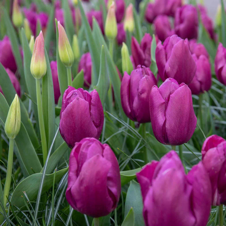 Tulip 'Purple Prince' - 10 Bulbs