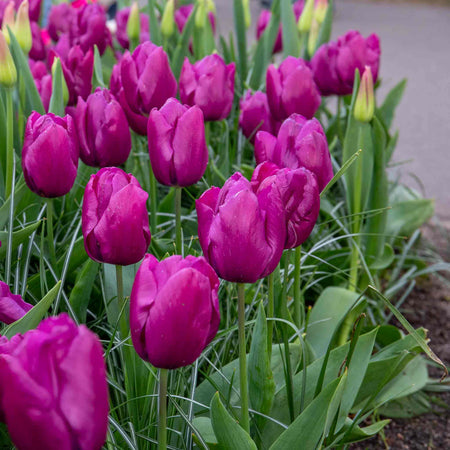 Tulip 'Purple Prince' - 10 Bulbs