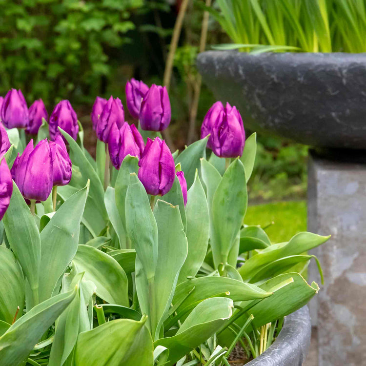 Tulip 'Purple Prince' - 10 Bulbs