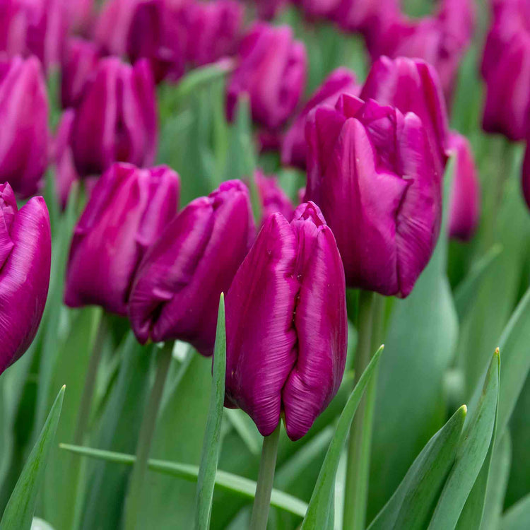 Tulip 'Purple Prince' - 10 Bulbs