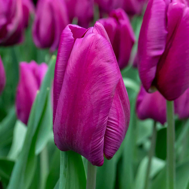 Tulip 'Purple Prince' - 10 Bulbs