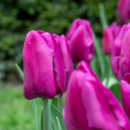 Tulip 'Purple Prince' - 10 Bulbs