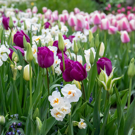 Tulip 'Purple Prince' - 10 Bulbs