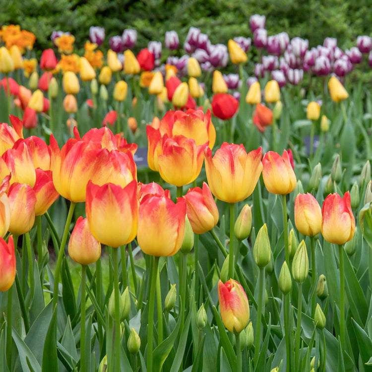 Tulip 'Suncatcher' - 10 Bulbs