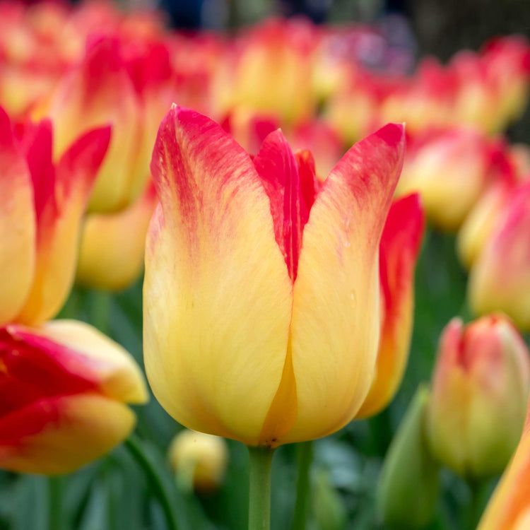 Tulip 'Suncatcher' - 10 Bulbs