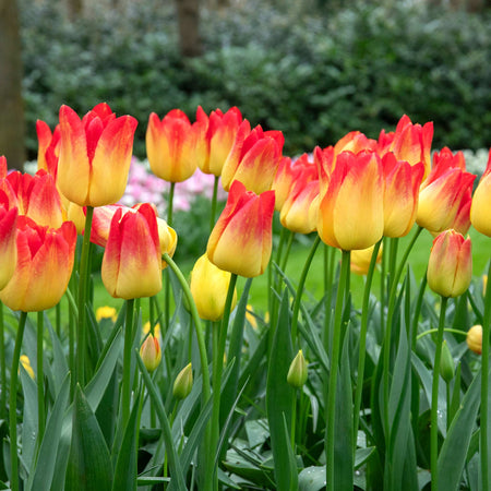 Tulip Bulbs 'Suncatcher'