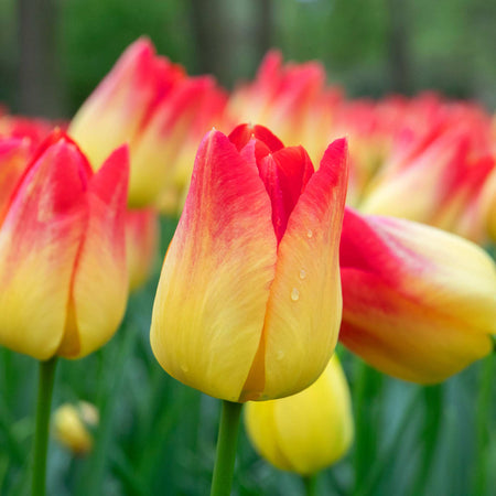 Tulip 'Suncatcher' - 10 Bulbs