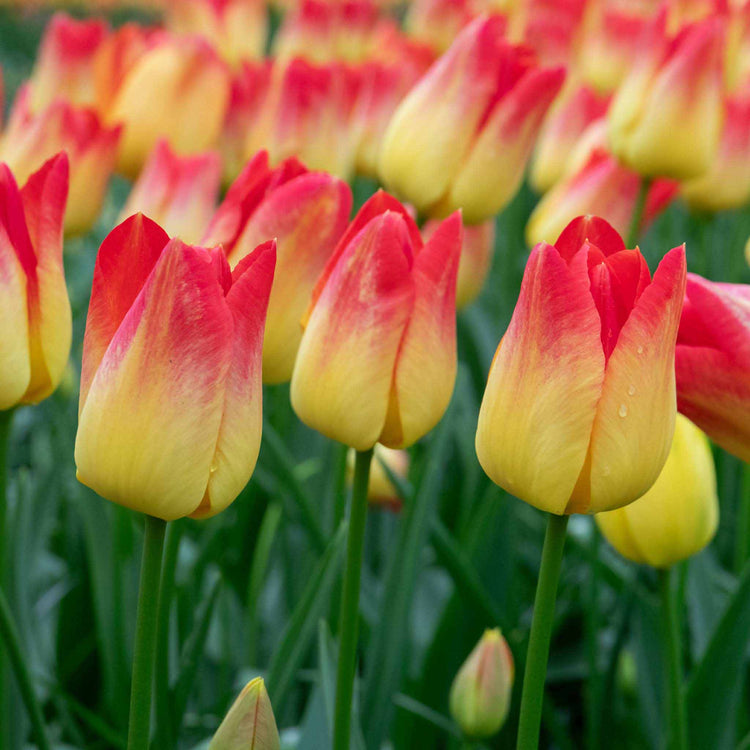 Tulip 'Suncatcher' - 10 Bulbs