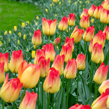 Tulip 'Suncatcher' - 10 Bulbs