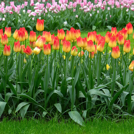 Tulip 'Suncatcher' - 10 Bulbs