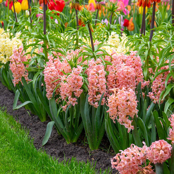 Hyacinth Bulb 'Gypsy Queen'