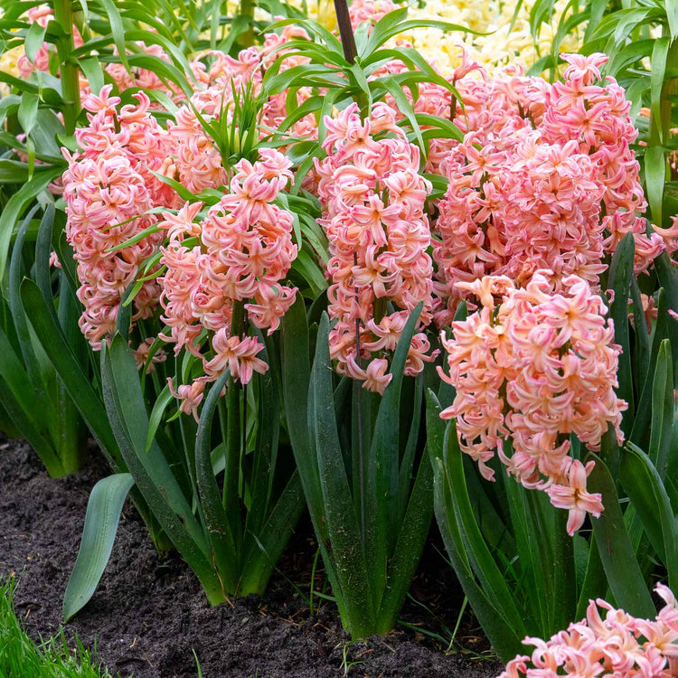 Hyacinth 'Gypsy Queen' (Heirloom) - 6 Bulbs