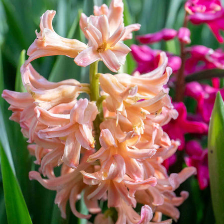 Hyacinth 'Gypsy Queen' (Heirloom) - 6 Bulbs