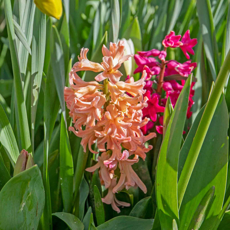 Hyacinth 'Gypsy Queen' (Heirloom) - 6 Bulbs