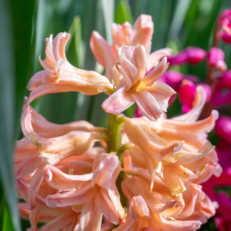 Hyacinth 'Gypsy Queen' (Heirloom) - 6 Bulbs