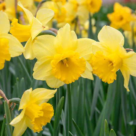 Narcissus 'Golden Harvest' - 10 Bulbs