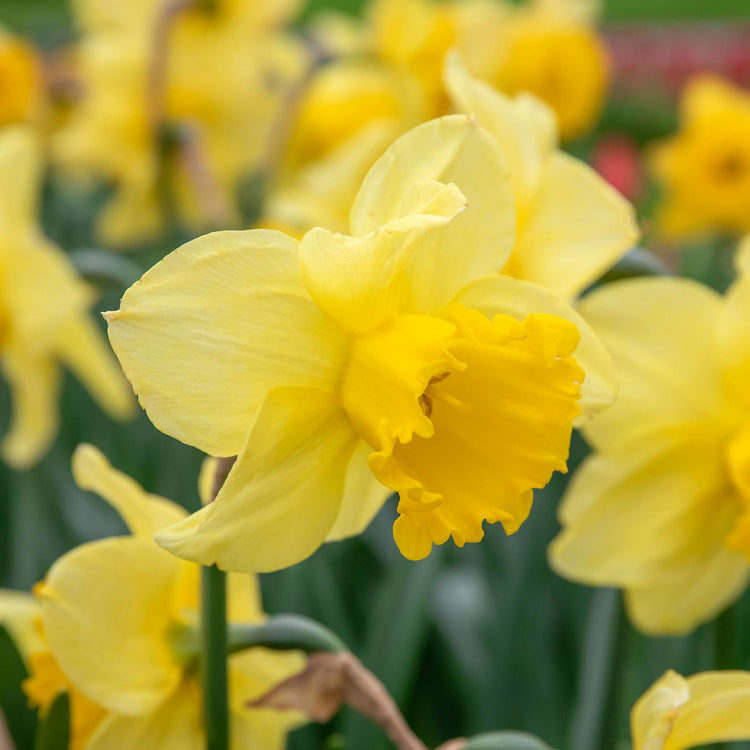 Narcissus 'Golden Harvest' - 10 Bulbs