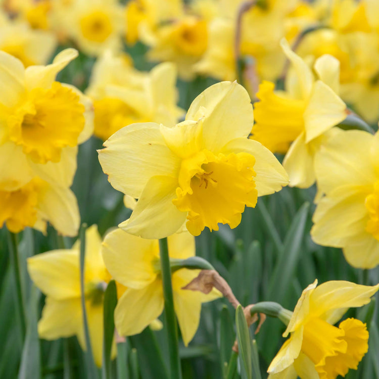 Narcissus 'Golden Harvest' - 10 Bulbs