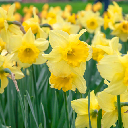 Narcissus 'Golden Harvest' - 10 Bulbs