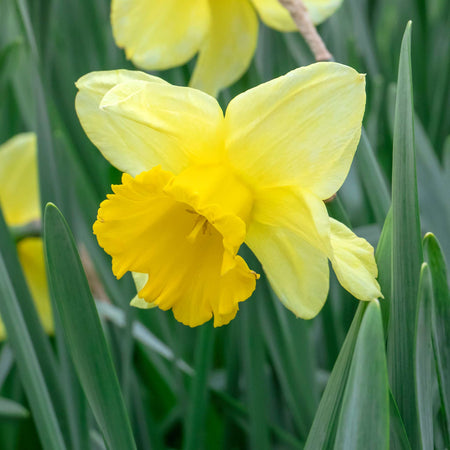 Narcissus 'Golden Harvest' - 10 Bulbs