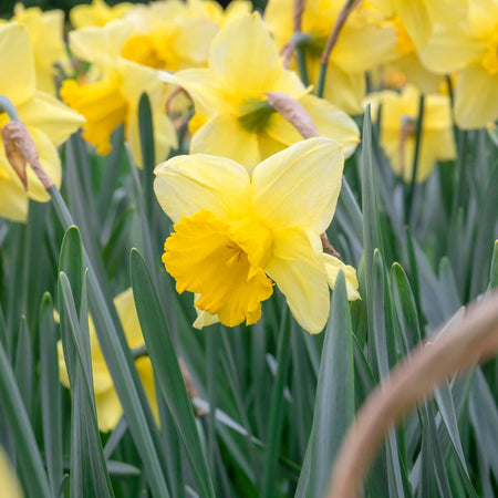 Narcissus 'Golden Harvest' - 10 Bulbs