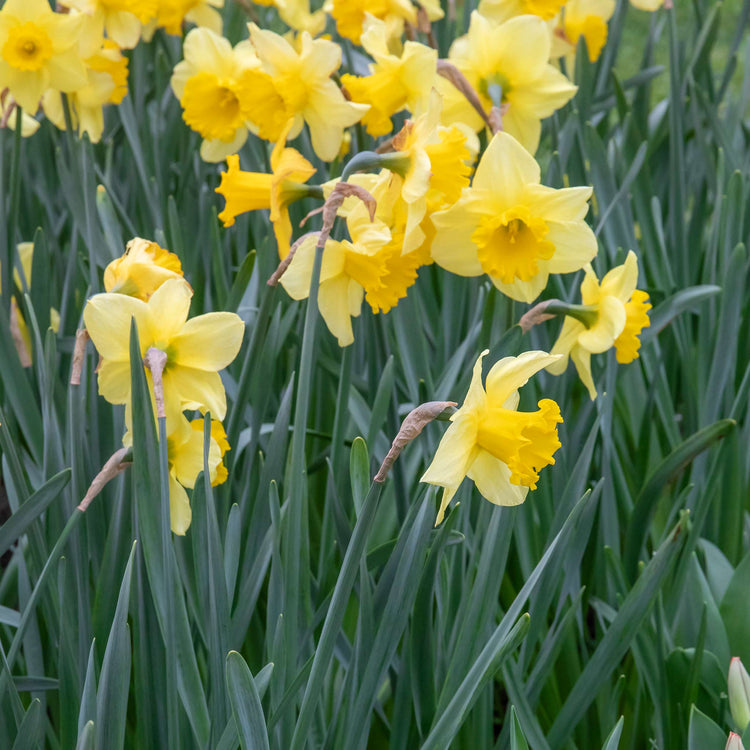 Narcissus 'Golden Harvest' - 10 Bulbs