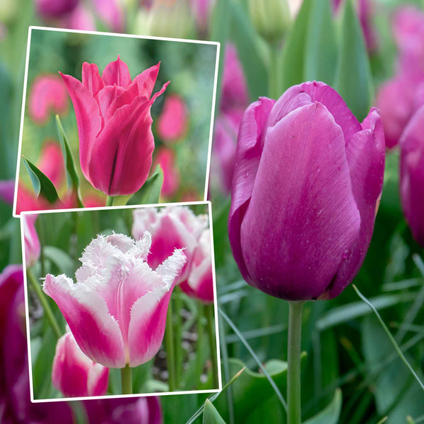 Tulip Romantic Collection - 30 Bulbs