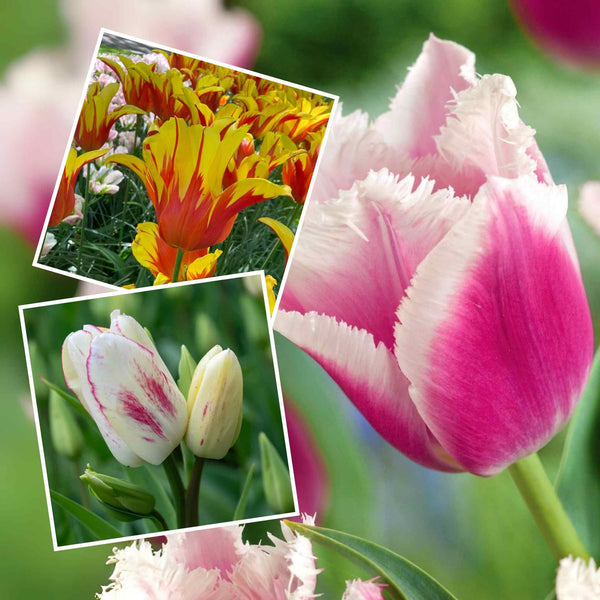 Tulip Bi-Coloured Collection - 30 Bulbs