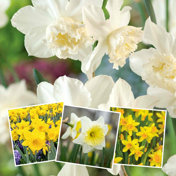 Narcissus Spring Classics Collection - 50 Bulbs