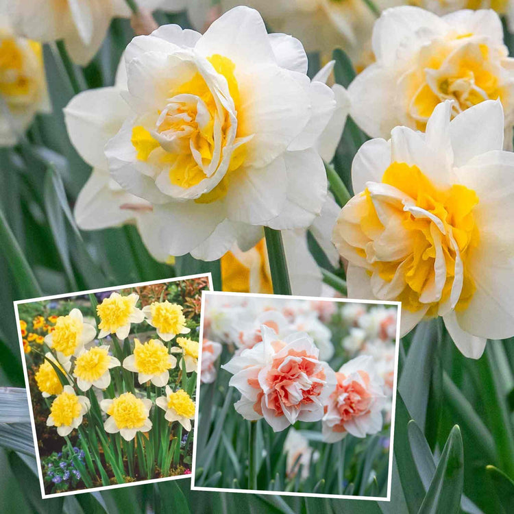 Double Flowered Narcissus Collection - 30 Bulbs