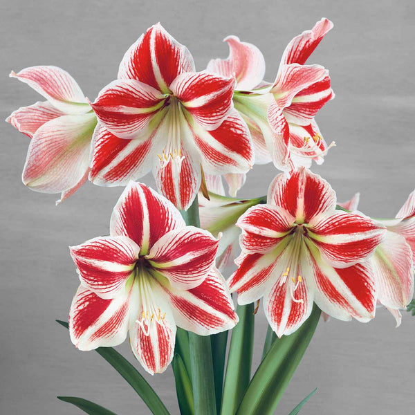 Amaryllis Bulb 'Clown'