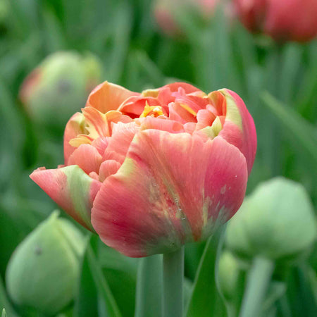 Tulip Bulbs 'Copper Image'