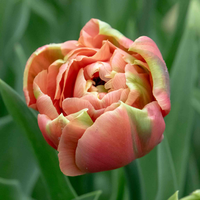 Tulip 'Copper Image' - 10 Bulbs