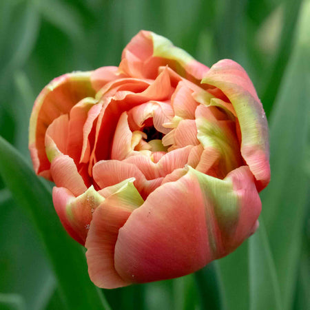 Tulip Bulbs 'Copper Image'
