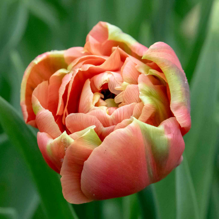 Tulip Bulbs 'Copper Image'