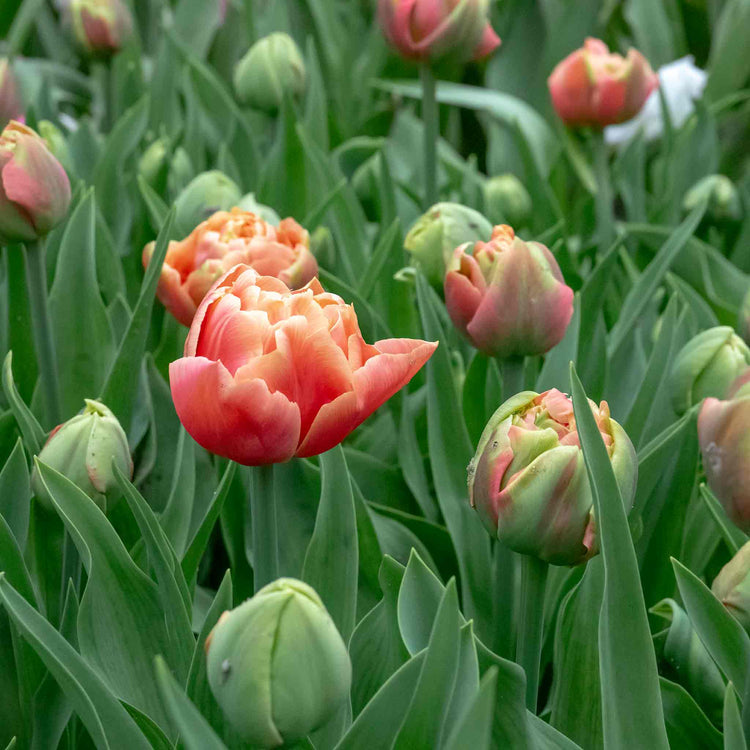 Tulip 'Copper Image' - 10 Bulbs